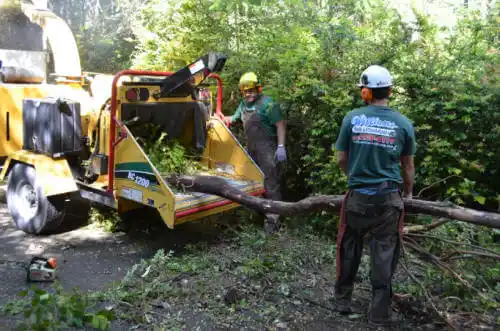 tree services Seal Beach